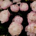 20090529_MG_2066.jpg